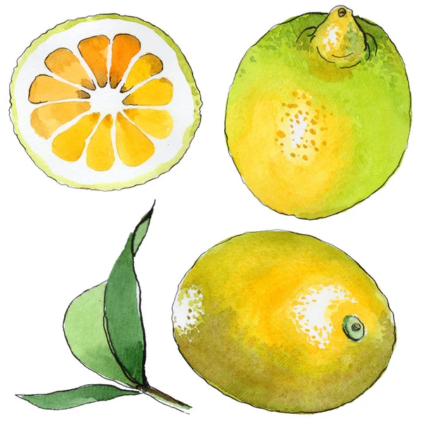 异国情调柠檬野生水果的水彩风格孤立. — 图库照片