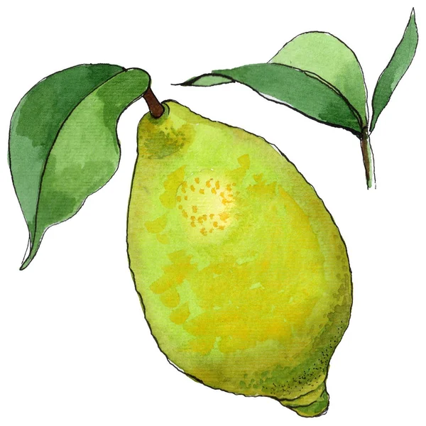 Limão exótico fruta selvagem em um estilo aquarela isolado . — Fotografia de Stock