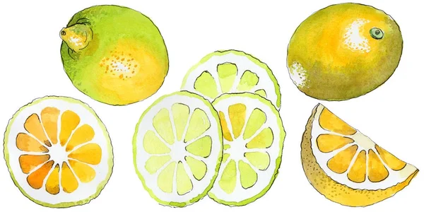 Limão exótico fruta selvagem em um estilo aquarela isolado . — Fotografia de Stock