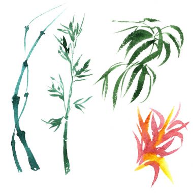 Bir suluboya tarzında izole tropikal bambu.