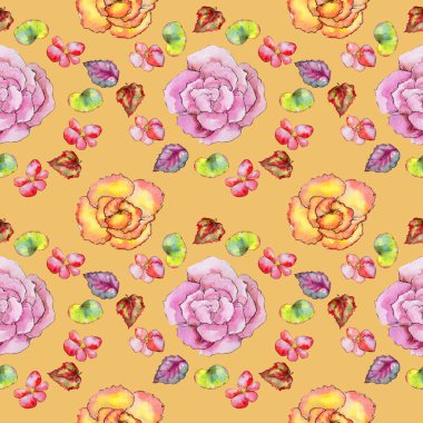 Kır çiçeği begonia çiçek izole bir suluboya tarzında.