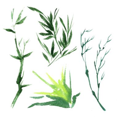 Bir suluboya tarzında izole tropikal bambu.