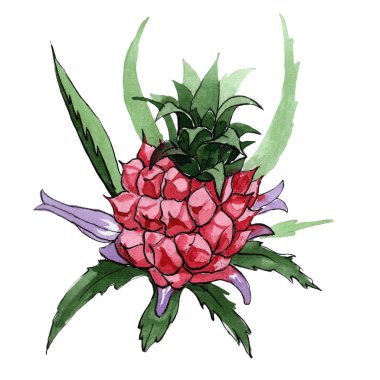 Egzotik ananas yabani meyve izole bir suluboya tarzında.