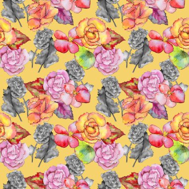 Kır çiçeği begonia çiçek izole bir suluboya tarzında.