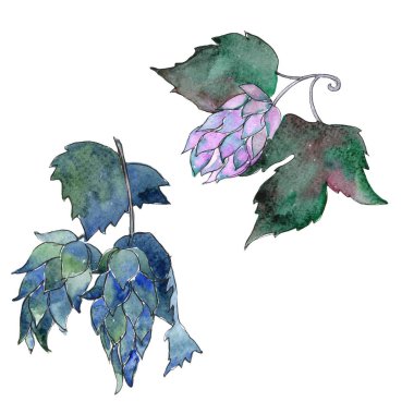 Kır çiçeği atlama çiçek izole bir suluboya tarzında.