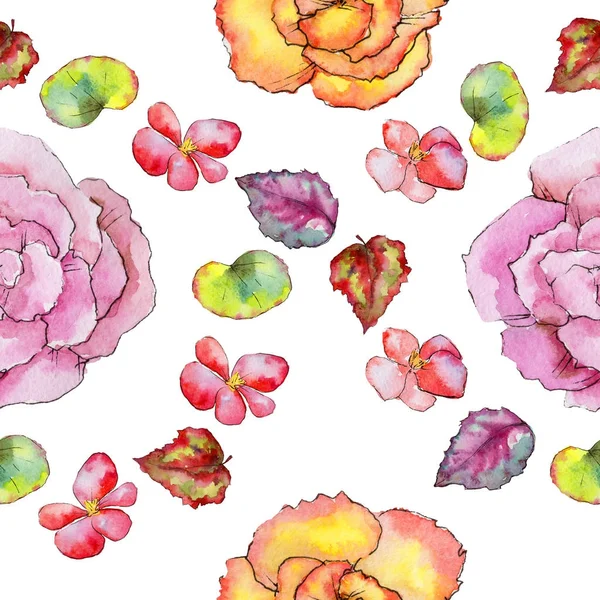 Wildflower begonia flower in a watercolor style isolated.
