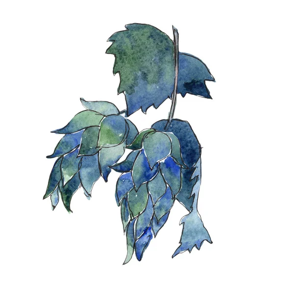 Kır çiçeği atlama çiçek izole bir suluboya tarzında.