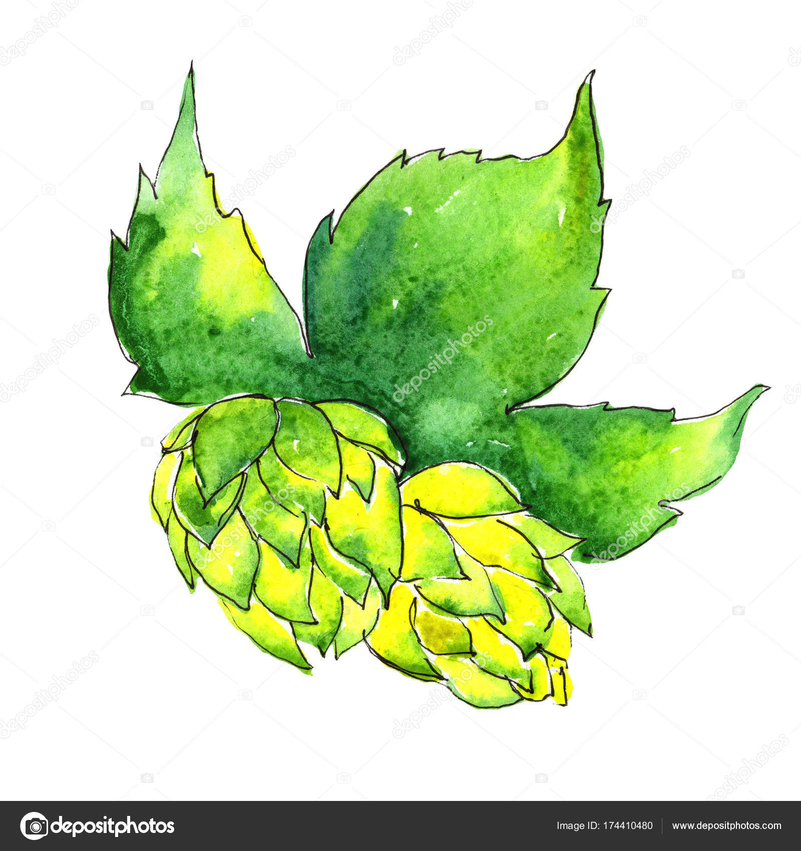 Fleur De Houblon De Fleurs Sauvages Dans Un Style Aquarelle