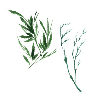 Bir suluboya tarzında izole tropikal bambu.