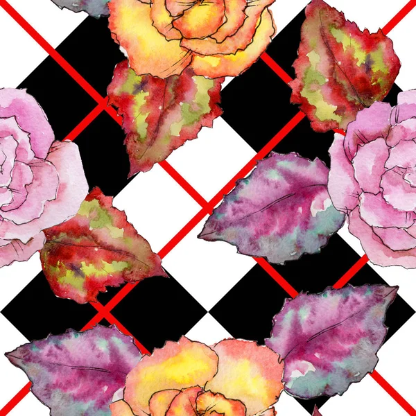 Wildflower begonia flower in a watercolor style isolated.