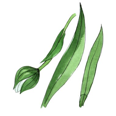 Kır çiçeği orkide çiçek izole bir suluboya tarzında.