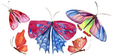 Egzotik kelebek vahşi böcek izole bir suluboya tarzında.