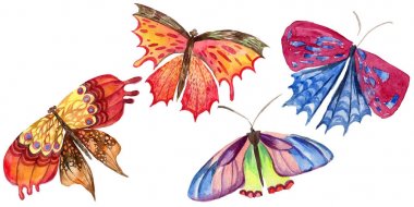 Egzotik kelebek vahşi böcek izole bir suluboya tarzında.