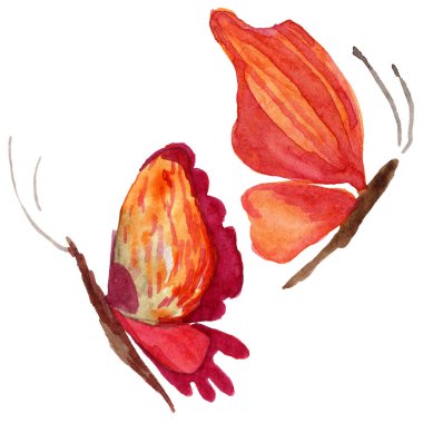 Egzotik kelebek vahşi böcek izole bir suluboya tarzında.