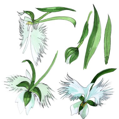 Kır çiçeği orkide çiçek izole bir suluboya tarzında.