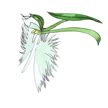 Kır çiçeği orkide çiçek izole bir suluboya tarzında.