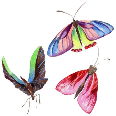 Egzotik kelebek vahşi böcek izole bir suluboya tarzında.