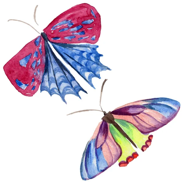 Egzotik kelebek vahşi böcek izole bir suluboya tarzında.