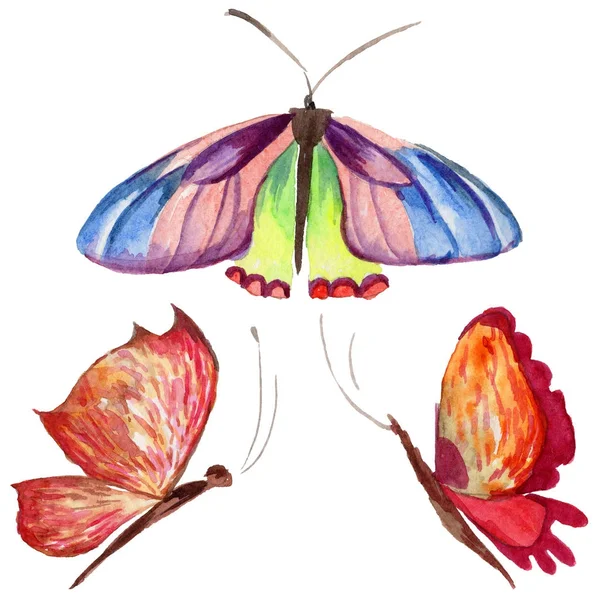 Exotic  butterfly wild insect in a watercolor style isolated. — Stock Photo, Image