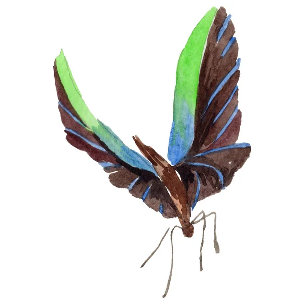 Mariposa exótica insecto salvaje en un estilo de acuarela aislado . —  Fotos de Stock