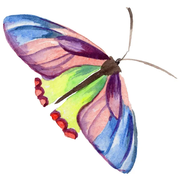 Exotic  butterfly wild insect in a watercolor style isolated. — Stock Photo, Image