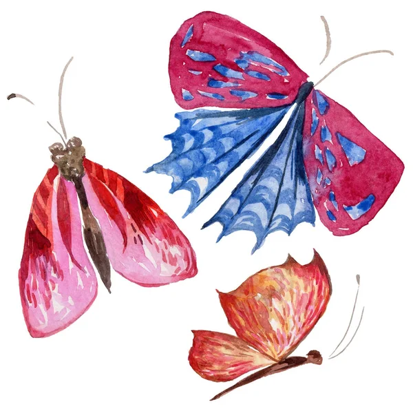 Exotic  butterfly wild insect in a watercolor style isolated. — Stock Photo, Image