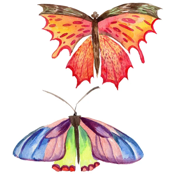 Exotický motýl divoký hmyz ve stylu akvarelu, samostatný. — Stock fotografie