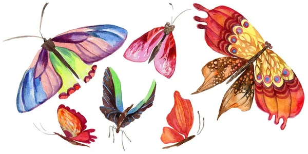 Exotiska fjäril vilda insekt i akvarell stil isolerade. — Stockfoto