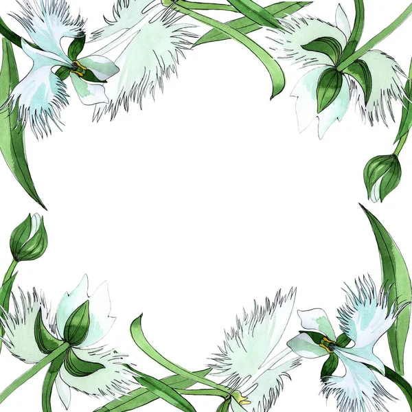 Wildflower orchid flower frame in a watercolor style. — Stock Photo, Image