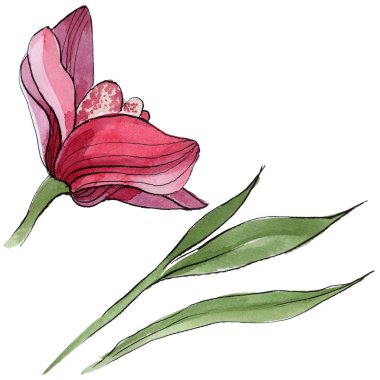 Kır çiçeği orkide çiçek izole bir suluboya tarzında.