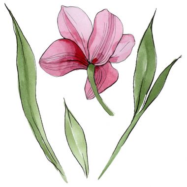 Kır çiçeği orkide çiçek izole bir suluboya tarzında.