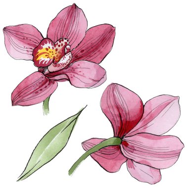 Kır çiçeği orkide çiçek izole bir suluboya tarzında.