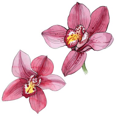 Kır çiçeği orkide çiçek izole bir suluboya tarzında.