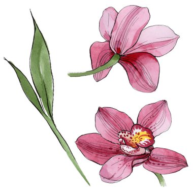 Kır çiçeği orkide çiçek izole bir suluboya tarzında.