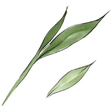 Kır çiçeği orkide çiçek izole bir suluboya tarzında.