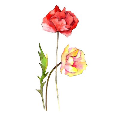 Kır çiçeği haşhaş çiçek izole bir suluboya tarzında.