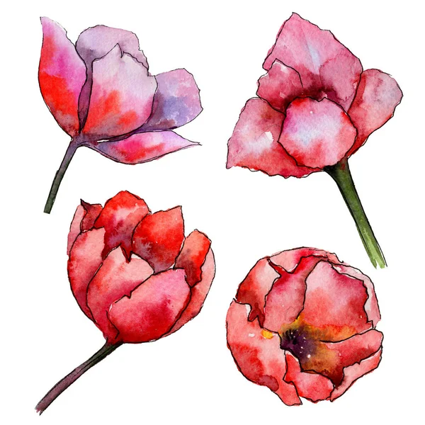 Wildflower tulip flower in a watercolor style isolated.