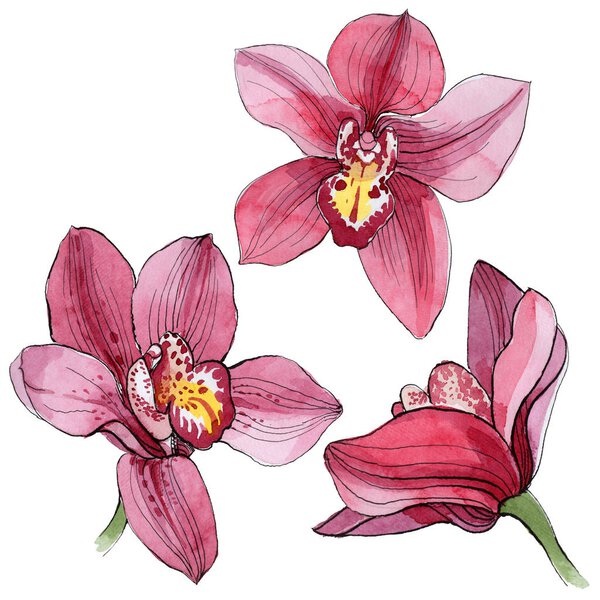 Wildflower orchid flower in a watercolor style isolated.