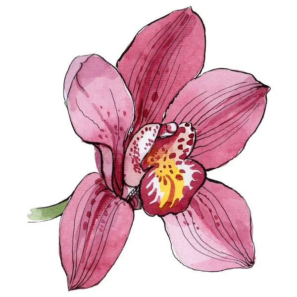 Flor de orquídea silvestre en un estilo de acuarela aislado . — Foto de Stock