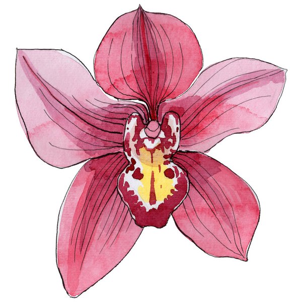 Wildflower orchid flower in a watercolor style isolated.