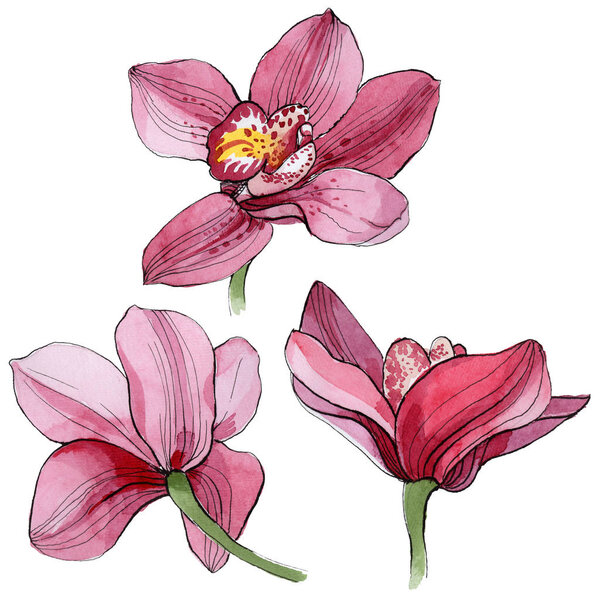 Wildflower orchid flower in a watercolor style isolated.