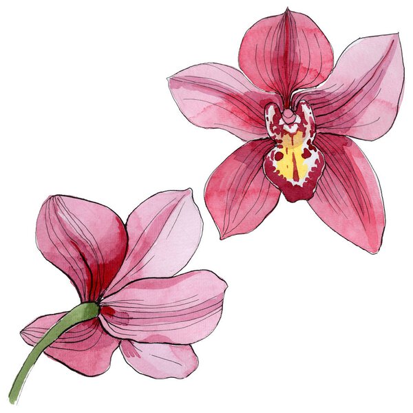 Wildflower orchid flower in a watercolor style isolated.