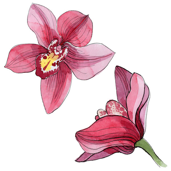Wildflower orchid flower in a watercolor style isolated.