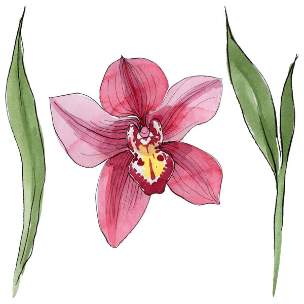 Wildflower orchid flower in a watercolor style isolated.