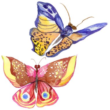 Egzotik kelebek vahşi böcek izole bir suluboya tarzında.