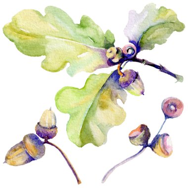 Orman meşe palamudu izole bir elle çizilmiş suluboya tarzında.