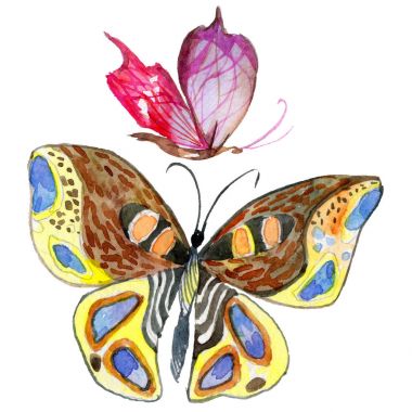 Egzotik kelebek vahşi böcek izole bir suluboya tarzında.