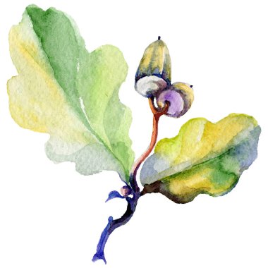 Orman meşe palamudu izole bir elle çizilmiş suluboya tarzında.