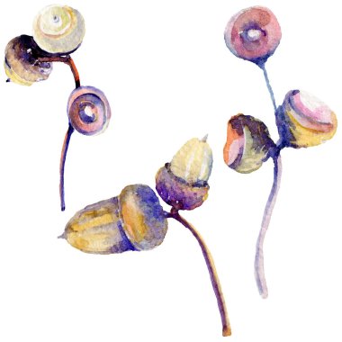 Orman meşe palamudu izole bir elle çizilmiş suluboya tarzında.