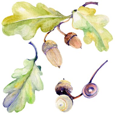 Orman meşe palamudu izole bir elle çizilmiş suluboya tarzında.